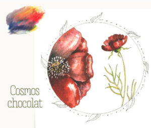 Le cosmos chocolat