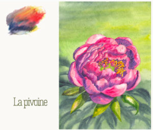 Pivoine