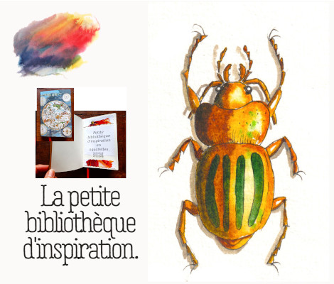 Carabe doré à l'aquarelle.