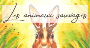 Bandeau3 animauxsauvages Categorie FR Ateliers Helene Valentin aquarelle